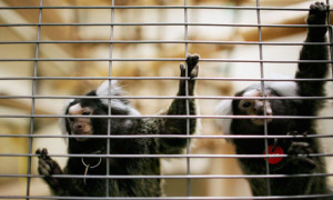 rp_Monkeys-at-animal-researc-007.jpg